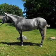 Pura Raza Española Rapido MAR