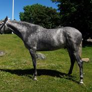 Pura Raza Española Rapido MAR