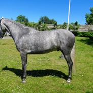 Pura Raza Española Rapido MAR