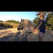 Fjordhest PHs Dandie