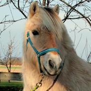 Fjordhest PHs Dandie