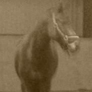 Anden særlig race Sir Anton Marron 