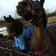 Anden særlig race Sir Anton Marron 