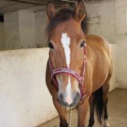 New Forest Firfods Faktizk