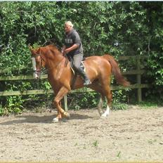 Dansk Varmblod Copycat H. "Mini"