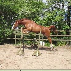 Dansk Varmblod Copycat H. "Mini"