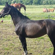 Dansk Varmblod ØSTERGÅRDENS DEISEY