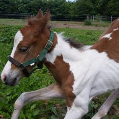 Pinto TEAM BABS'S DOMINE ET SANCTUS