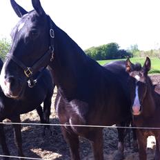 Oldenborg Celeste 
