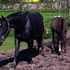 Oldenborg Celeste 