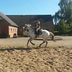 Knabstrupper Friis' Dexter