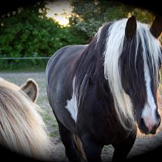 Barockpinto Zoria Moria 