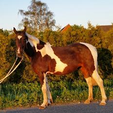Anden særlig race Indy