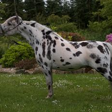 Amerikansk Miniature Limelights Stars N Stripes *AVLSHINGST*