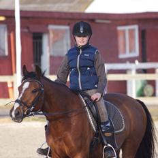 Hollandsk Sportspony Danny