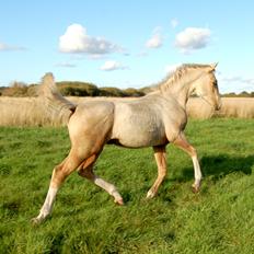 Palomino I´m Special Too