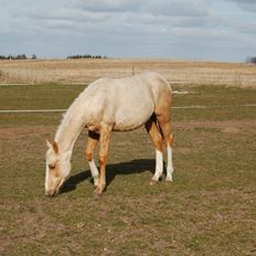 Palomino I´m Special Too