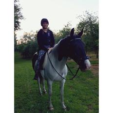 Anden særlig race • Kohesten Joey