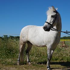 Anden særlig race Herkules *Elevpony*