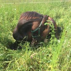 New Forest Soldals Breaking Dawn