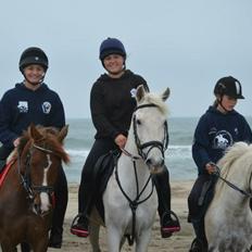 Fransk Sportspony Ultime Du Boissillion