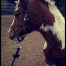 DSP Maygårdens Moulin Rouge (mulle) (part)