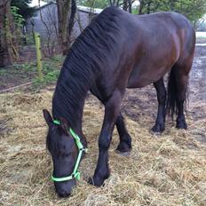 Frieser Cæcar af Stormarksgaarden