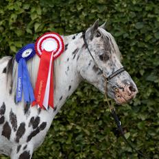 Amerikansk Miniature Limelights Stars N Stripes *AVLSHINGST*