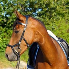 DSP Shamrocks Massa E. Cozzile 