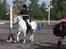 Welsh Mountain (sec A) Meadow's Whipster - Landsfinalen i Århus :)