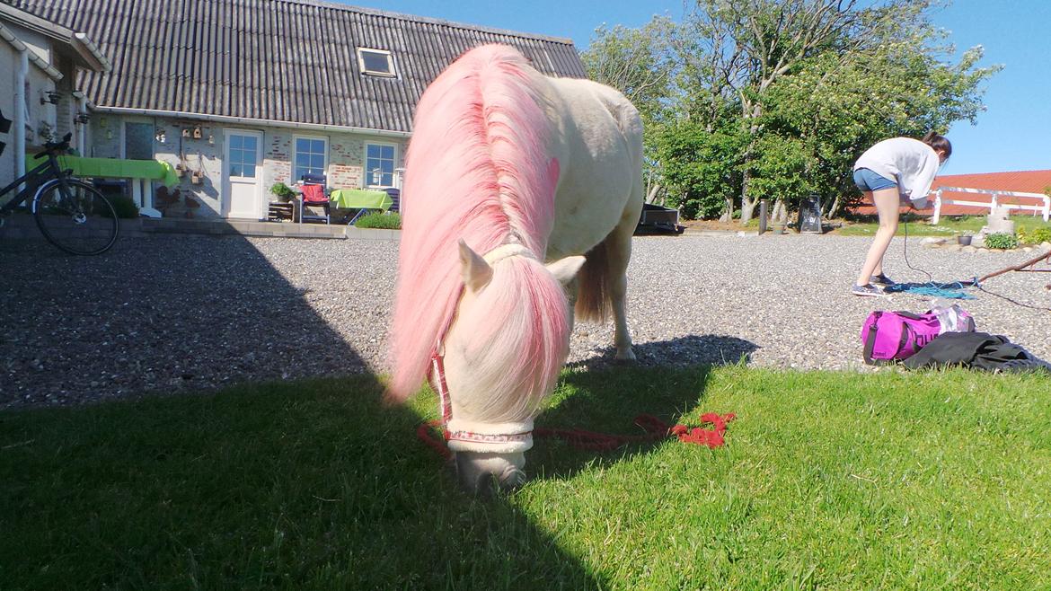 Miniature Mynte - billedet her er nyt, det er efter meneske tilvænning  billede 3