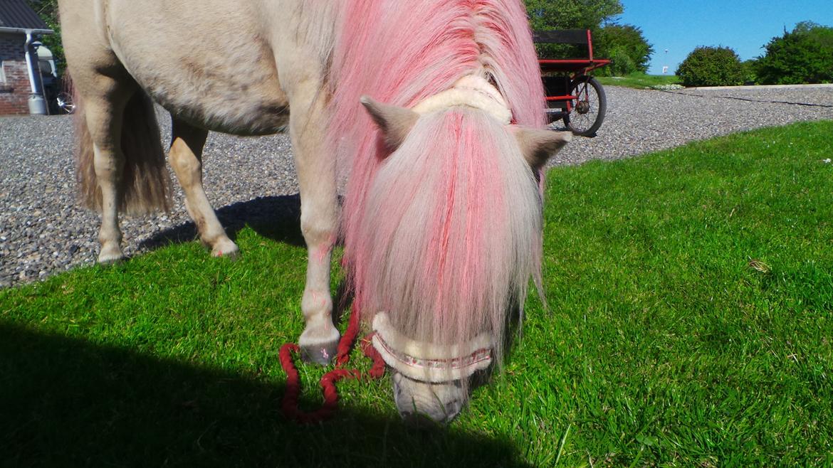 Miniature Mynte - hun har ikke fået farvet hået nej det er bare kridt ;) billede 4