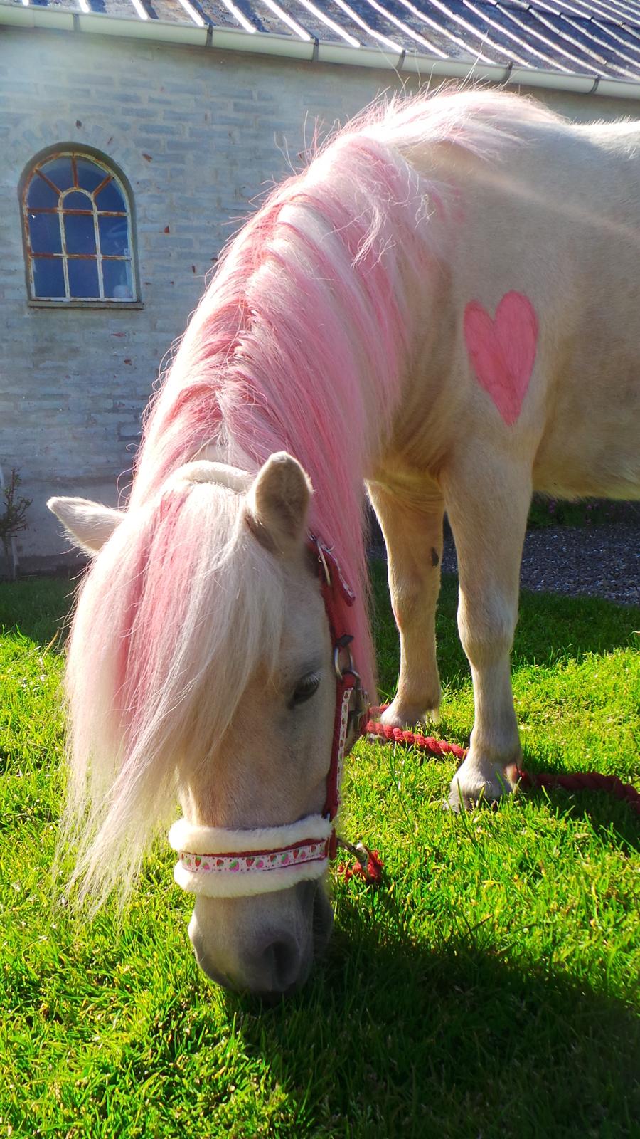 Miniature Mynte - Den smukkeste af alle <3 billede 6