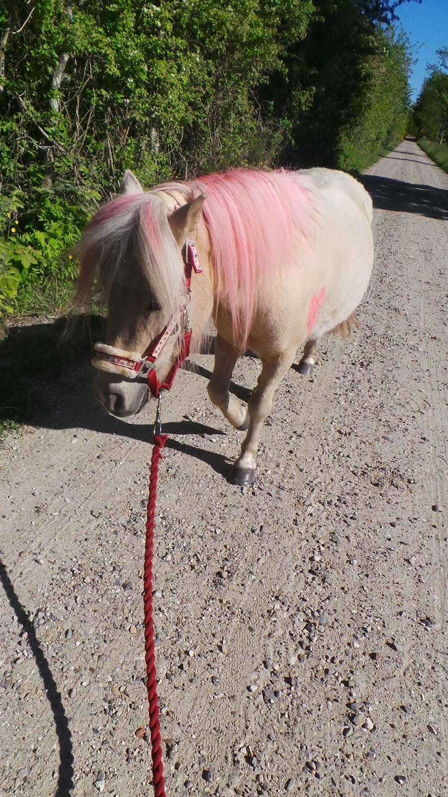 Miniature Mynte - afsted som trækhest bag vognen :P billede 7