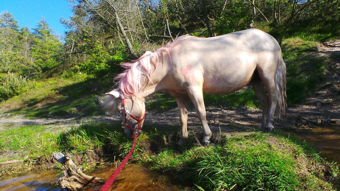 Miniature Mynte - tvivlende om hun gider i vandet igen :P billede 8