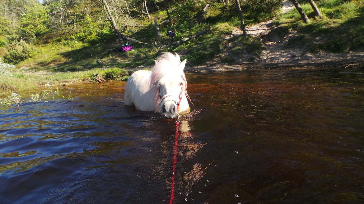 Miniature Mynte - Førdste gang ved vand og hun går lige i :P  billede 9
