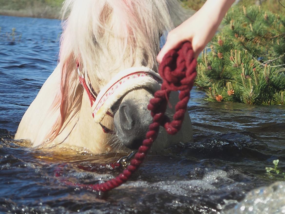 Miniature Mynte - den smukke pige <3 billede 11