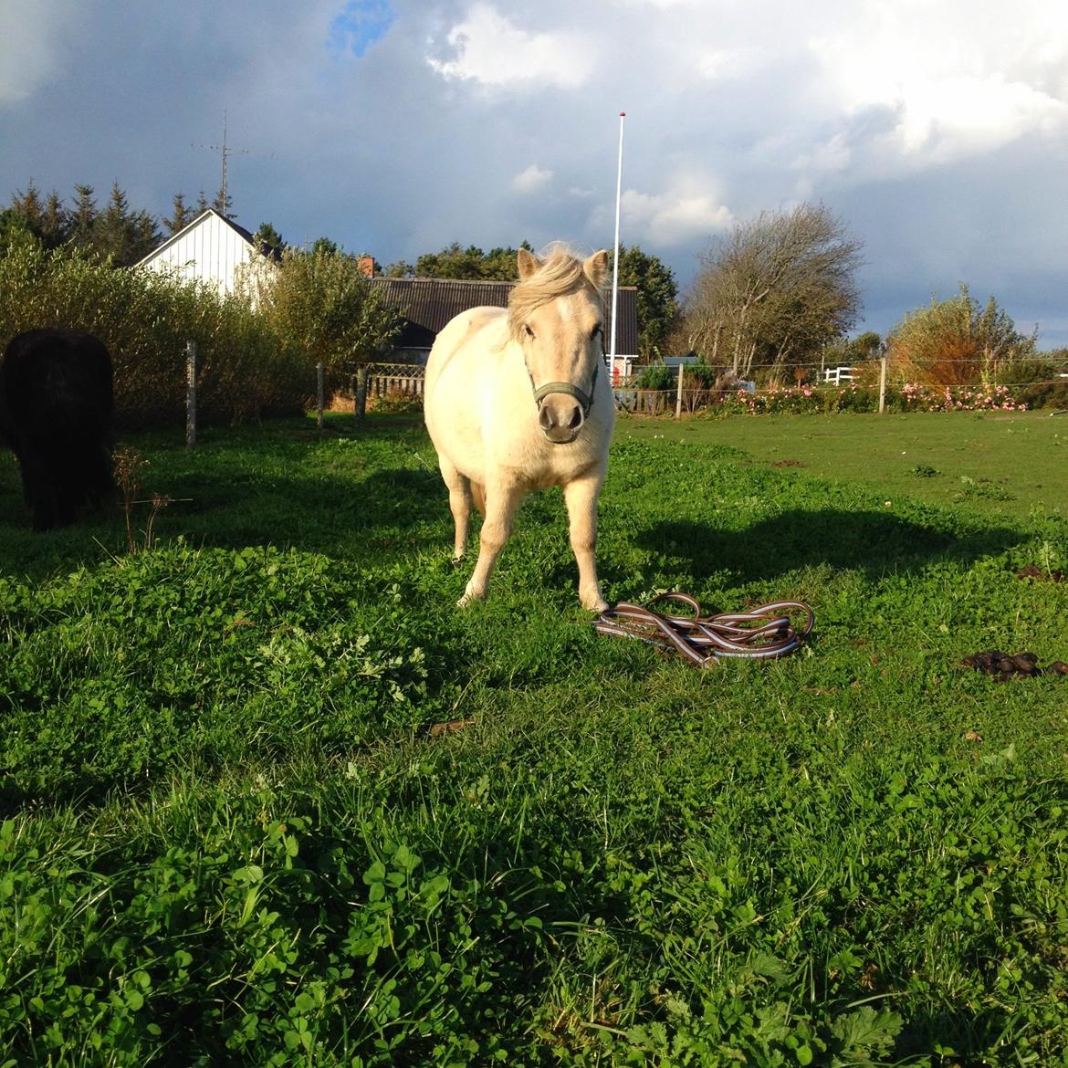 Miniature Mynte - Dejlige Mynte da hun var ifolet, stadig meget usikker på menesker  billede 1