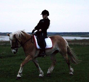 Haflinger Katinka - min storesøster på haffelafen:-)<3 billede 1