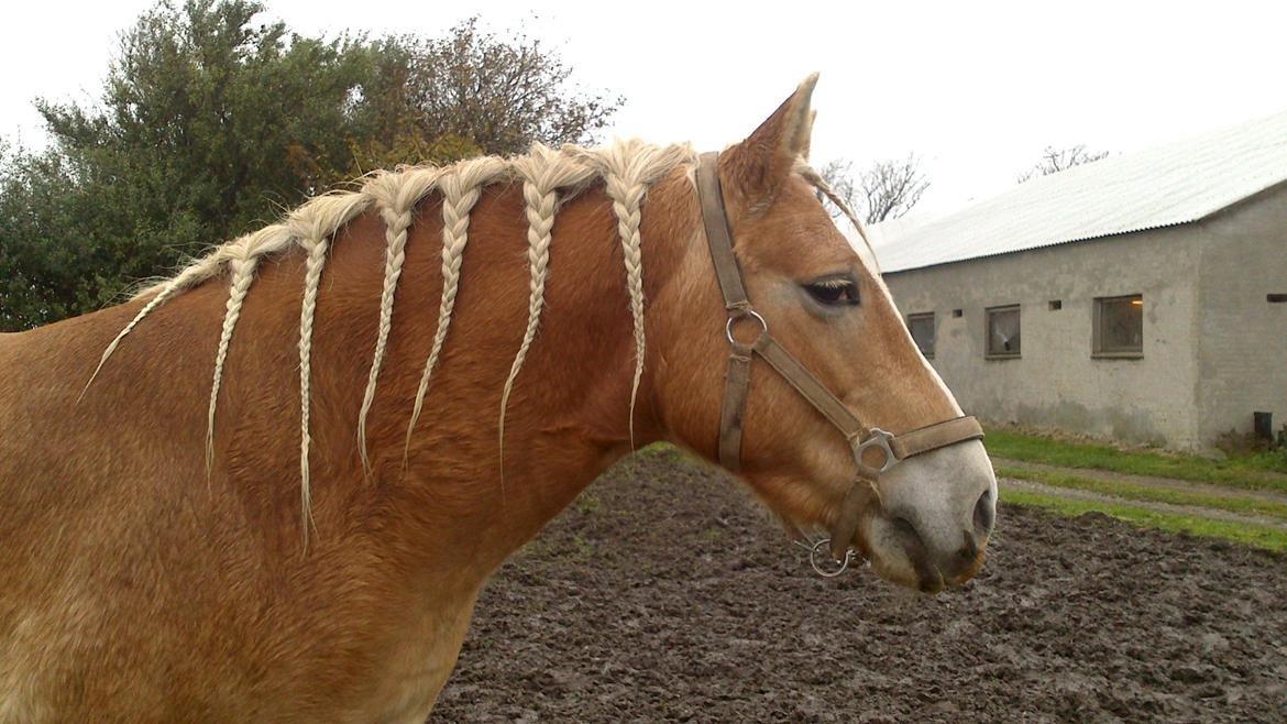 Haflinger Katinka - se hvor fin jeg er:-D<3 billede 5