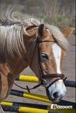 Haflinger Katinka - det er hårt kan vi stoppe nu??:-) billede 2