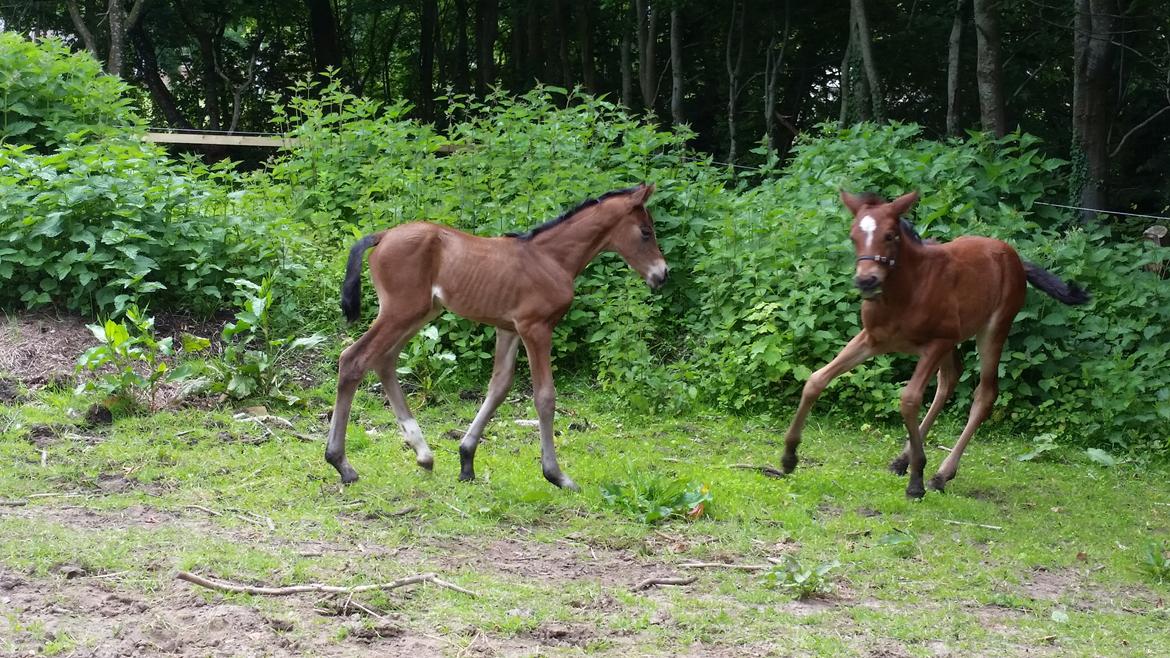 DSP Bjerring's Isis - Hej med dig vil du lege med mig ? billede 3