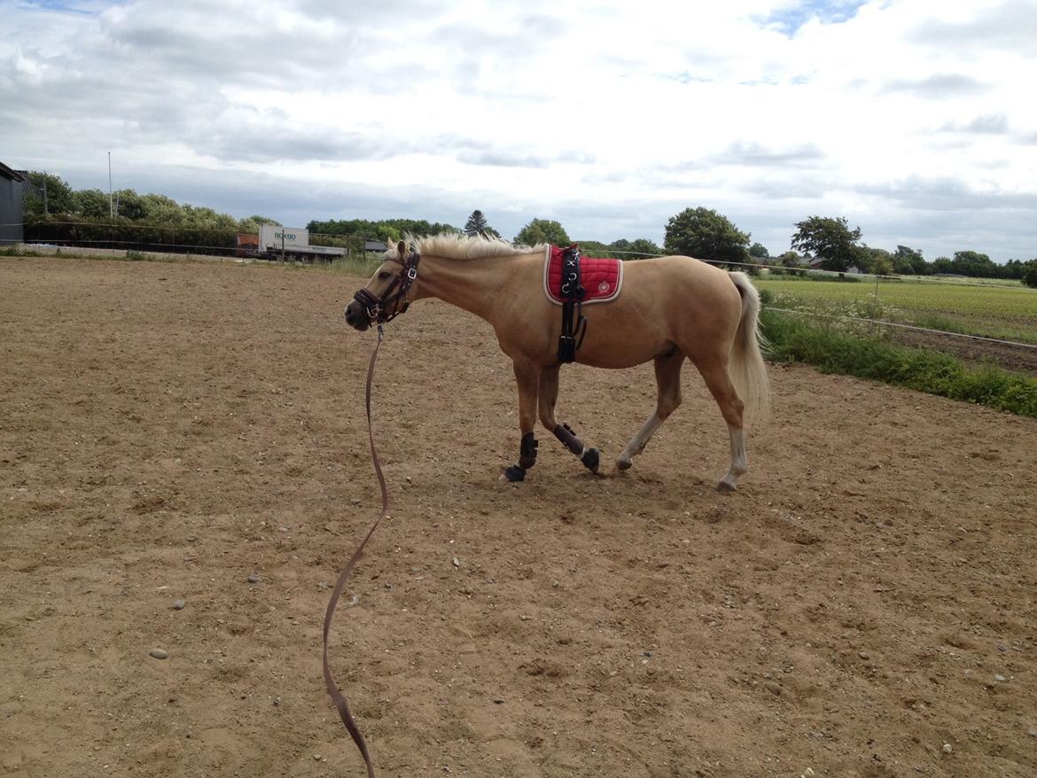 Palomino Nannerupgaards Castor billede 4