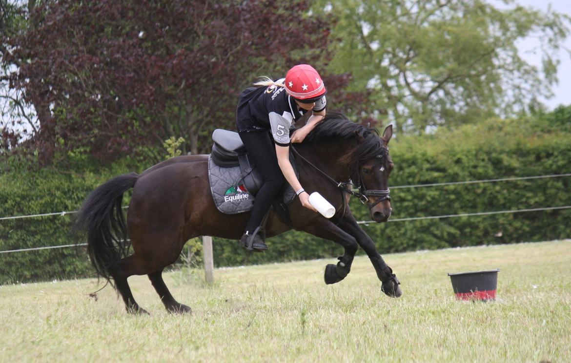 Anden særlig race Dina billede 11