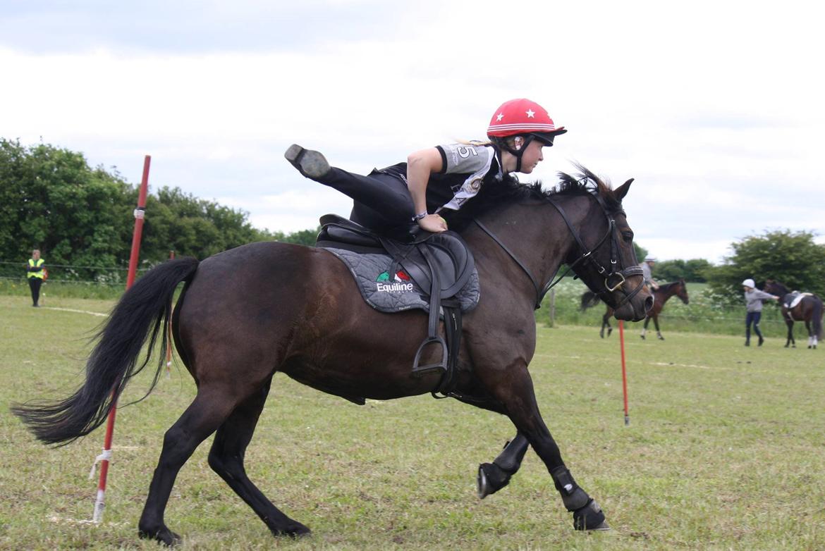 Anden særlig race Dina billede 12