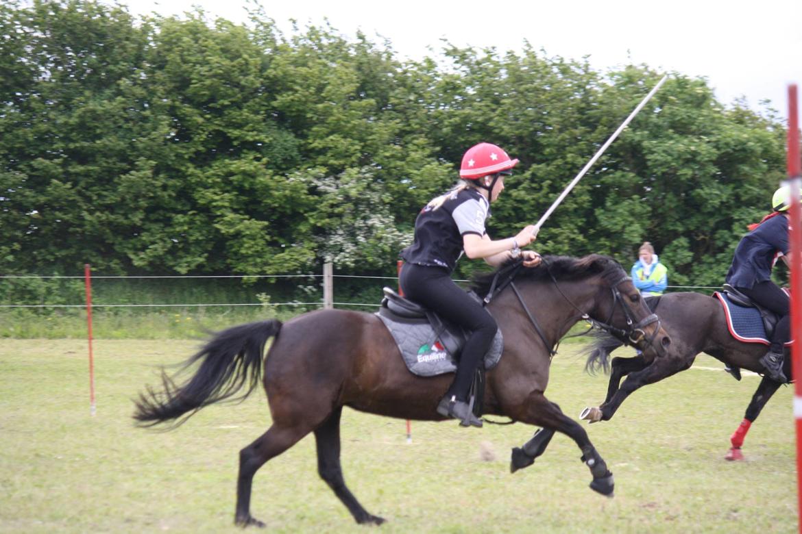 Anden særlig race Dina billede 13