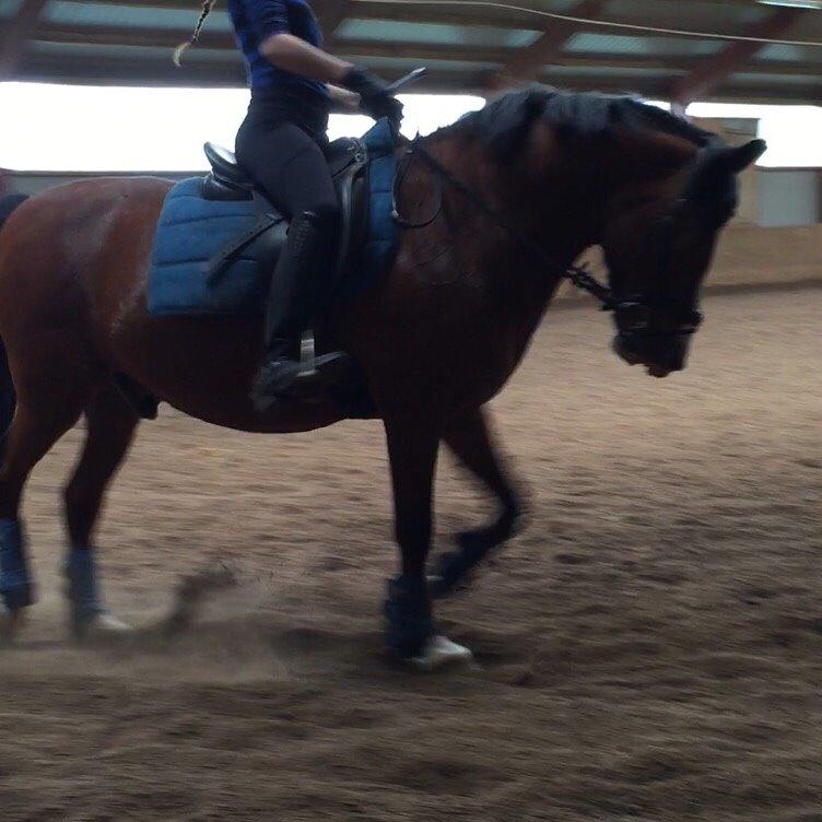 DSP Bæklunds Laredo billede 14