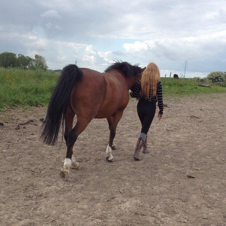 DSP Bæklunds Laredo billede 19