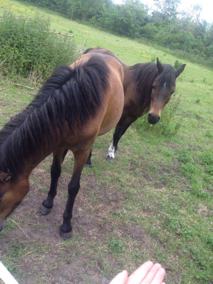 Pinto One Spot (Himmelhest) billede 1