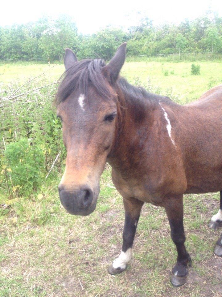 Pinto One Spot (Himmelhest) billede 2